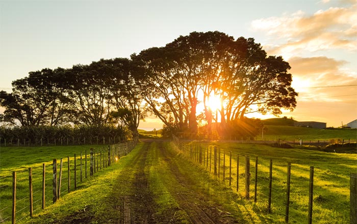 Swan Valley sunset through native trees