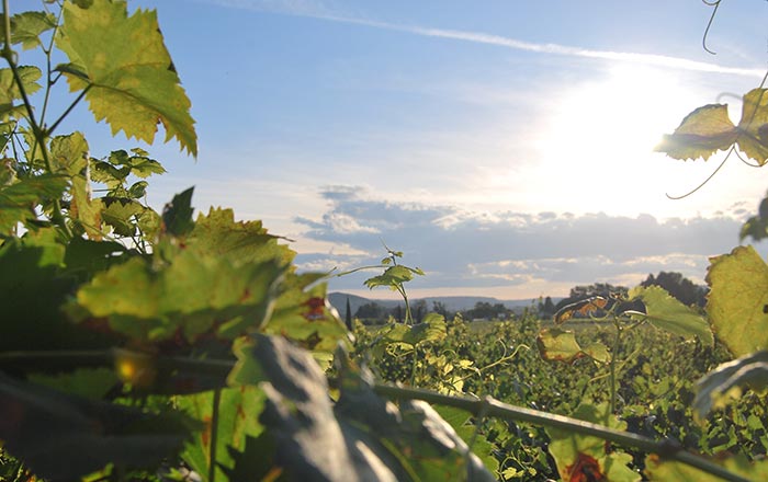 western Australia vineyards 